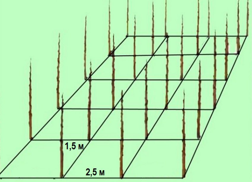 Схема посадки абрикоса колоновидного