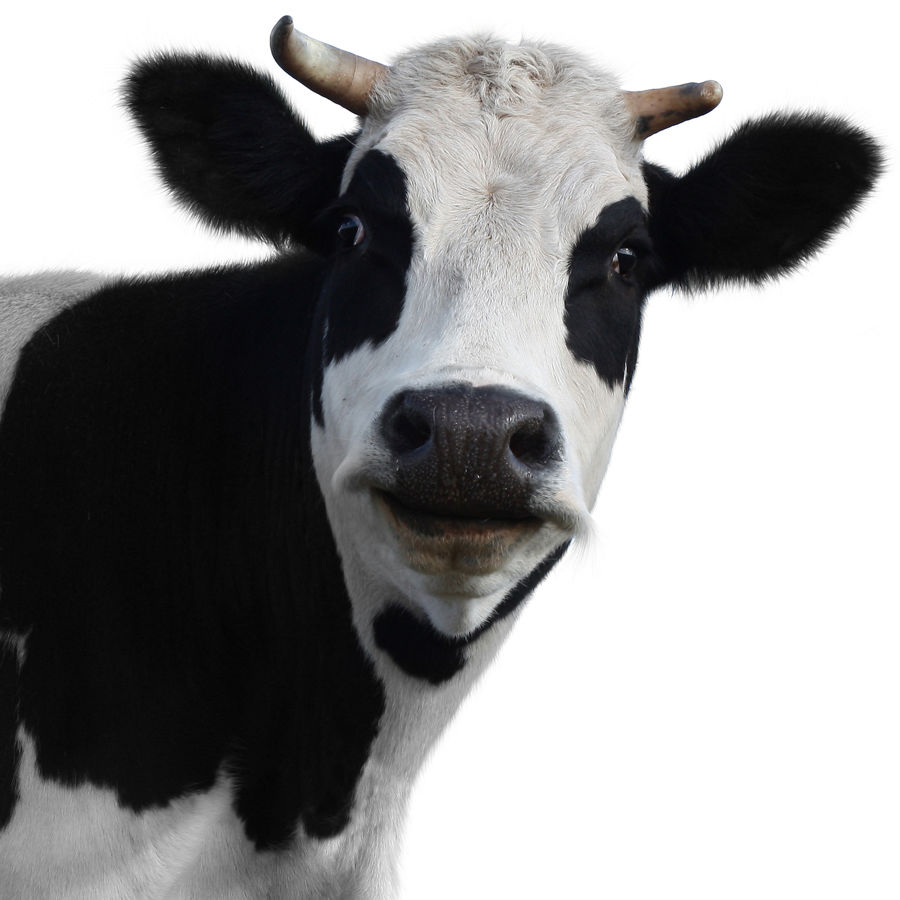 Морда коровы на белом фоне