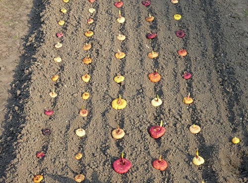 Как правильно посадить гладиолусы весной в открытый
