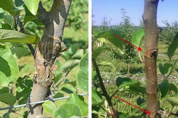 Болезни груши на стволе описание с фотографиями и способы лечения